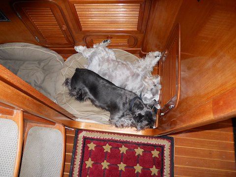 Cinco and Jupiter sleeping