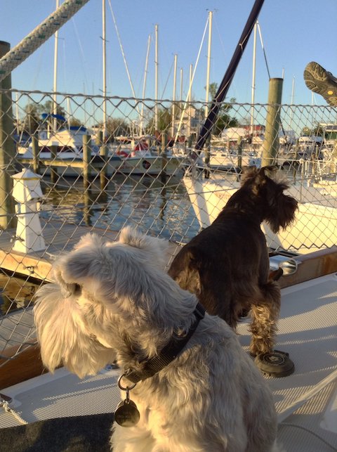 Jupiter and Cinco guarding boat